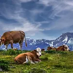 Koca Ojstrica - Velika Planina Alpehytte *