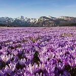Koca Ojstrica - Velika Planina *