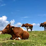 Alpehytte Koca Ojstrica - Velika Planina Stahovica