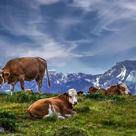 Koca Ojstrica - Velika Planina Шале *