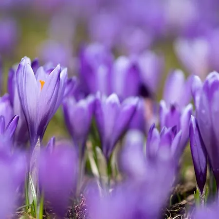 Koca Ojstrica - Velika Planina * Stahovica