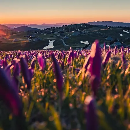 Alpstuga Koca Ojstrica - Velika Planina