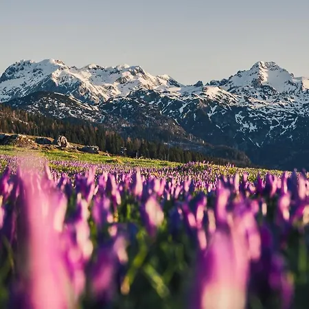 Koca Ojstrica - Velika Planina * Stahovica