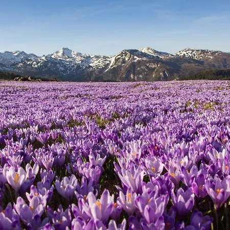 Koca Ojstrica - Velika Planina *