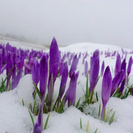 Koca Ojstrica - Velika Planina * Stahovica