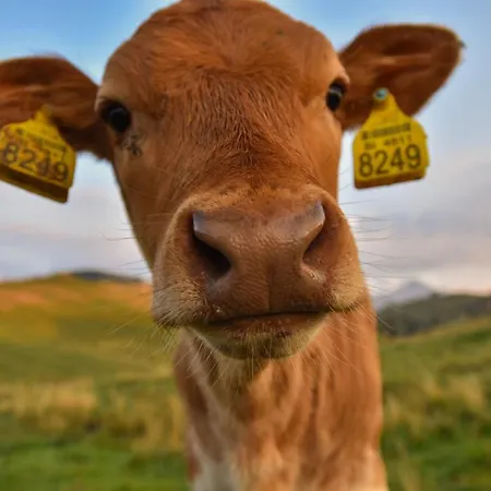 Koca Ojstrica - Velika Planina