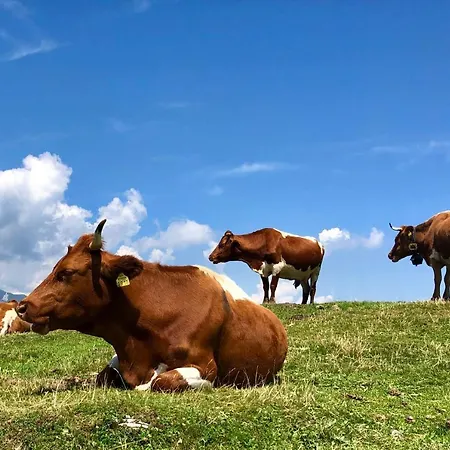 Alpstuga Koca Ojstrica - Velika Planina Stahovica