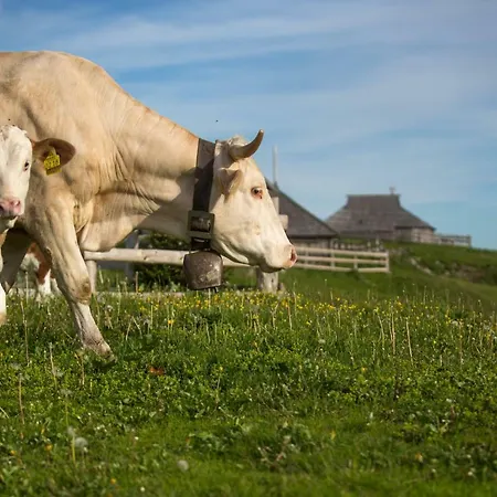 Koca Ojstrica - Velika Planina * Stahovica