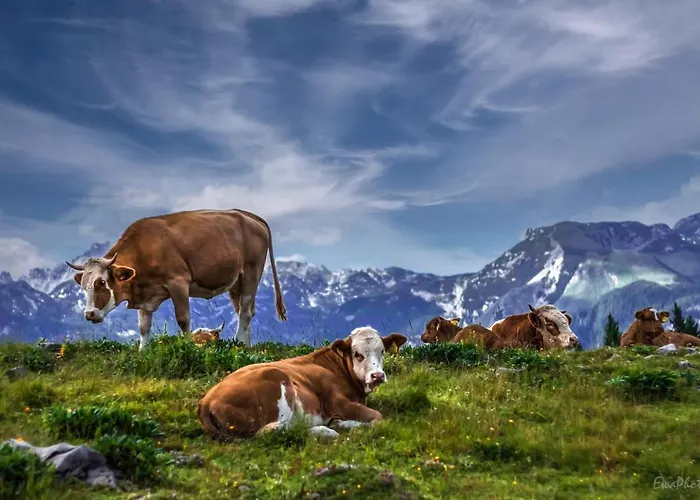 Koca Ojstrica - Velika Planina Horská chata *