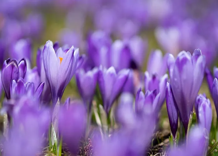 Koca Ojstrica - Velika Planina * Stahovica