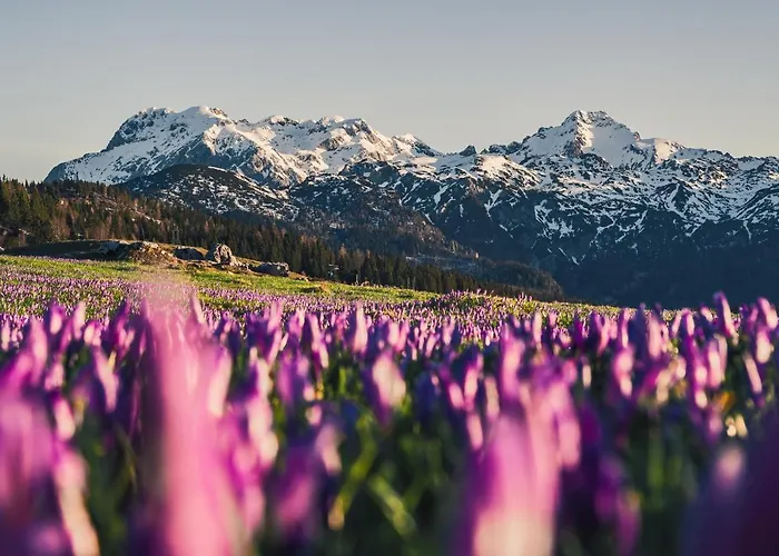 Koca Ojstrica - Velika Planina * Stahovica