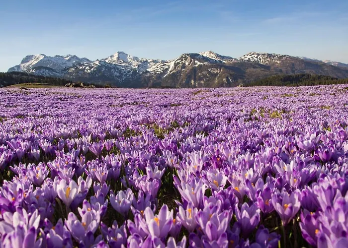 Koca Ojstrica - Velika Planina *