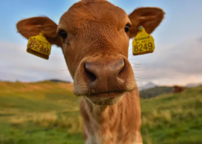Koca Ojstrica - Velika Planina