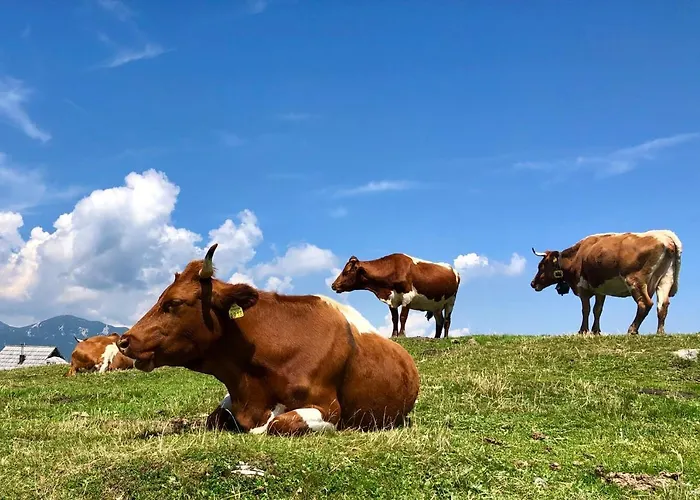 Horská chata Koca Ojstrica - Velika Planina Stahovica