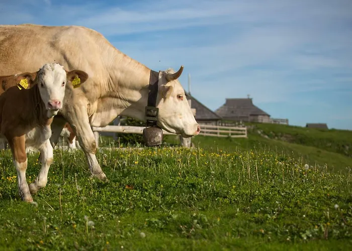Koca Ojstrica - Velika Planina * Stahovica